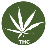 Semințe de Canabis ridicat de THC