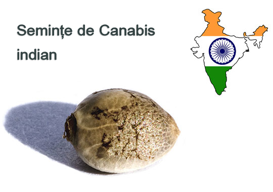 Seminte-de-Canabis-indian