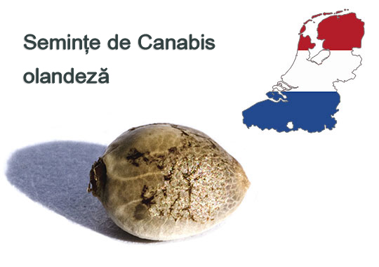 Seminte-de-Canabis-olandeza